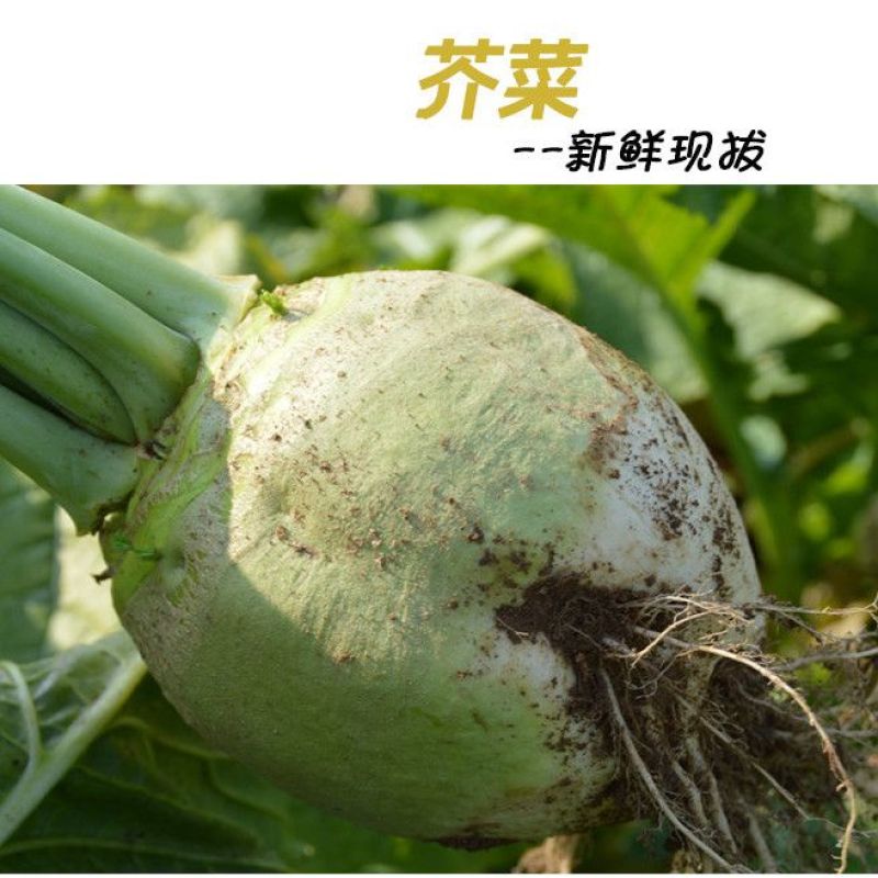 山西芥菜芥菜一手货源品质保证可视频看货欢迎下单