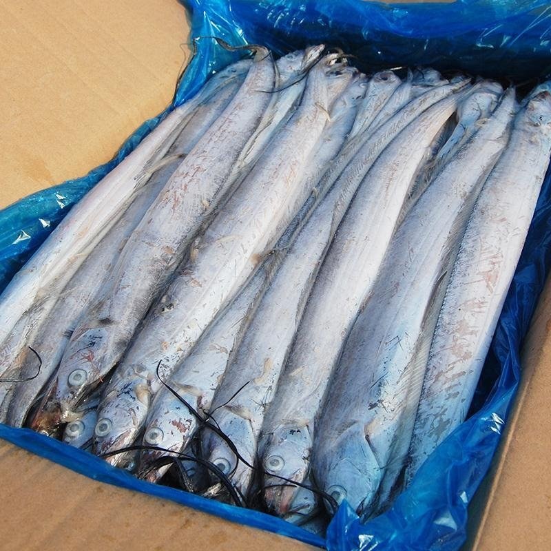 5斤整箱包邮新货海捕带鱼新鲜冷冻生鲜整条整箱海鲜刀鱼海鲜