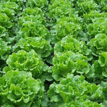 意大利生菜大棚头茬货量充足价格稳定一手货源产地直发
