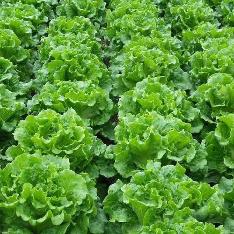 意大利生菜大棚头茬货量充足价格稳定一手货源产地直发