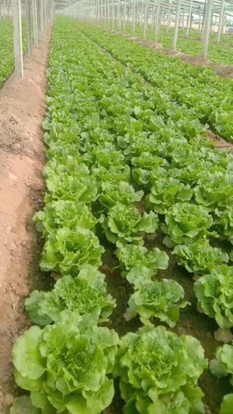 意大利生菜大棚头茬货量充足价格稳定一手货源产地直发