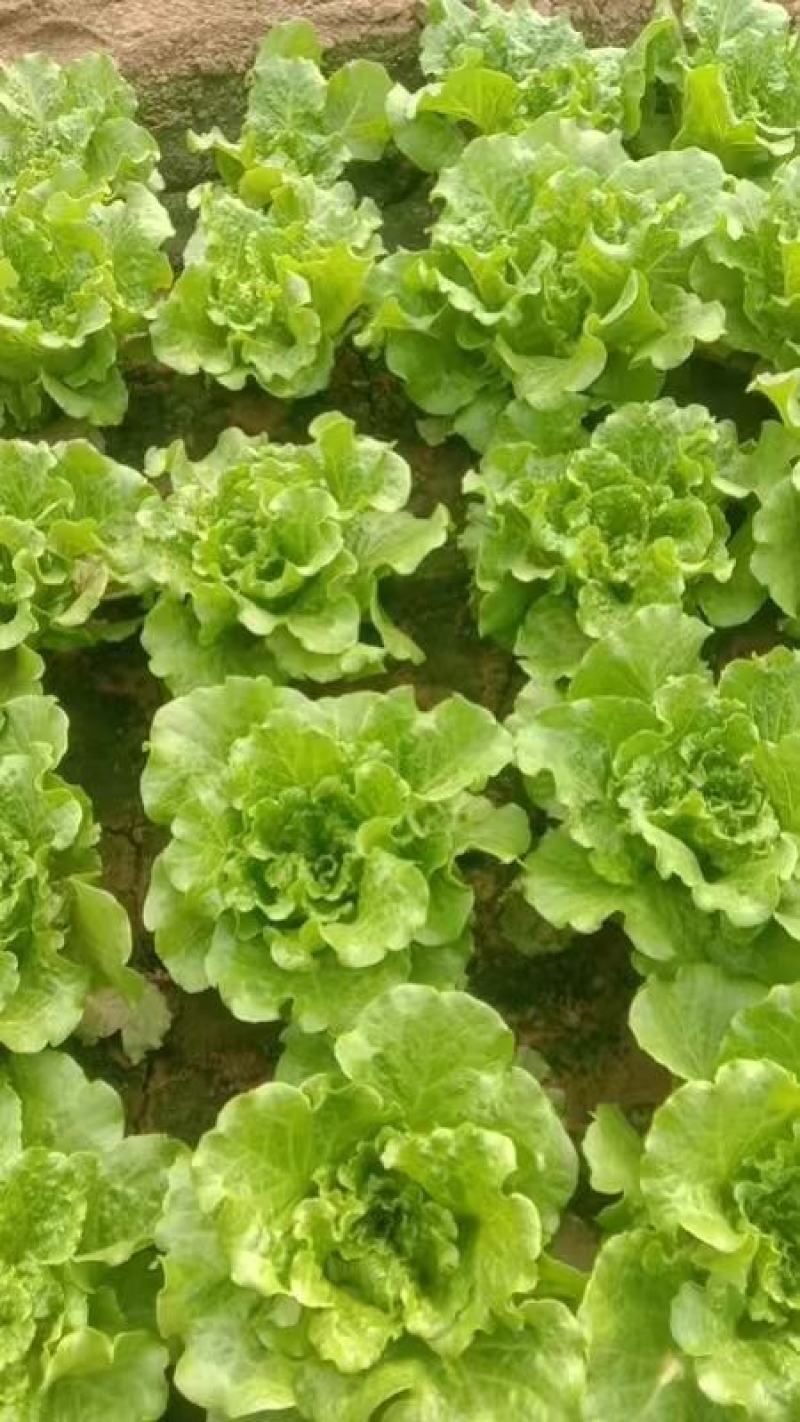 意大利生菜大棚头茬货量充足价格稳定一手货源产地直发
