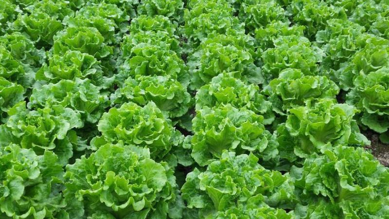 意大利生菜大棚头茬货量充足价格稳定一手货源产地直发