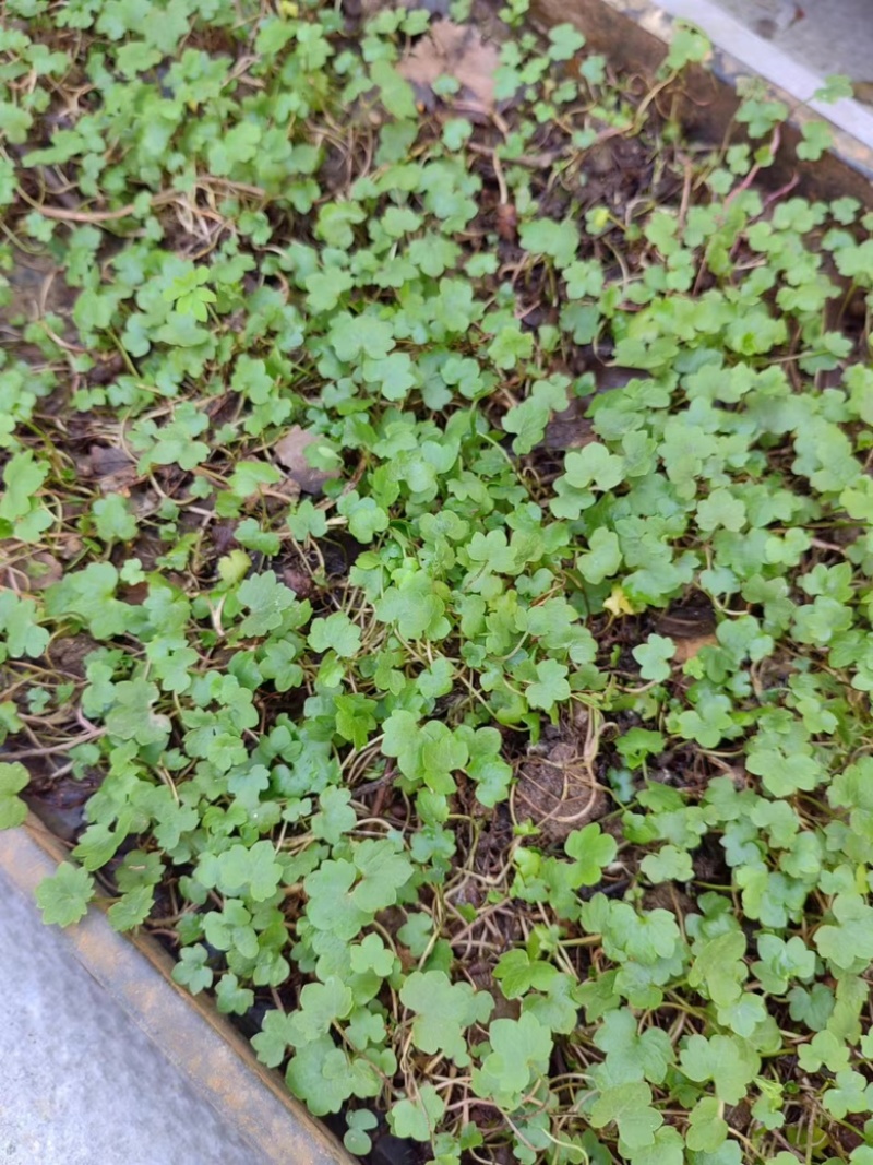 猫爪草苗木供应