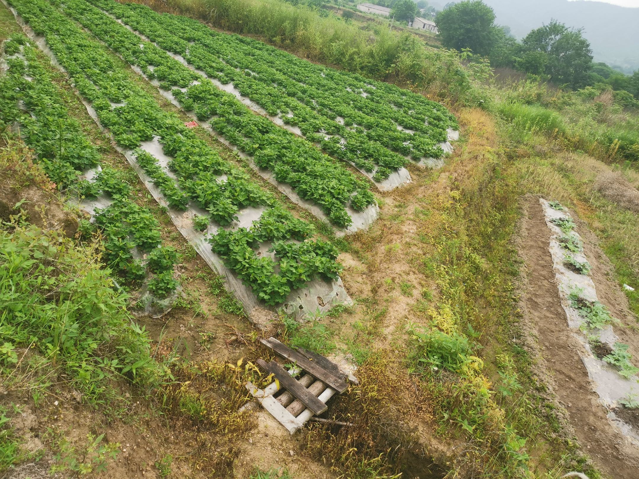 图片说明:展示一片生长旺盛的白菜田地,植株整齐,叶片翠绿,显示良好的水肥管理和健康生长状态 白菜田间长势良好