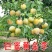 (保活)黄金李特大油奈李嫁接李子苗黄金奈李子树苗