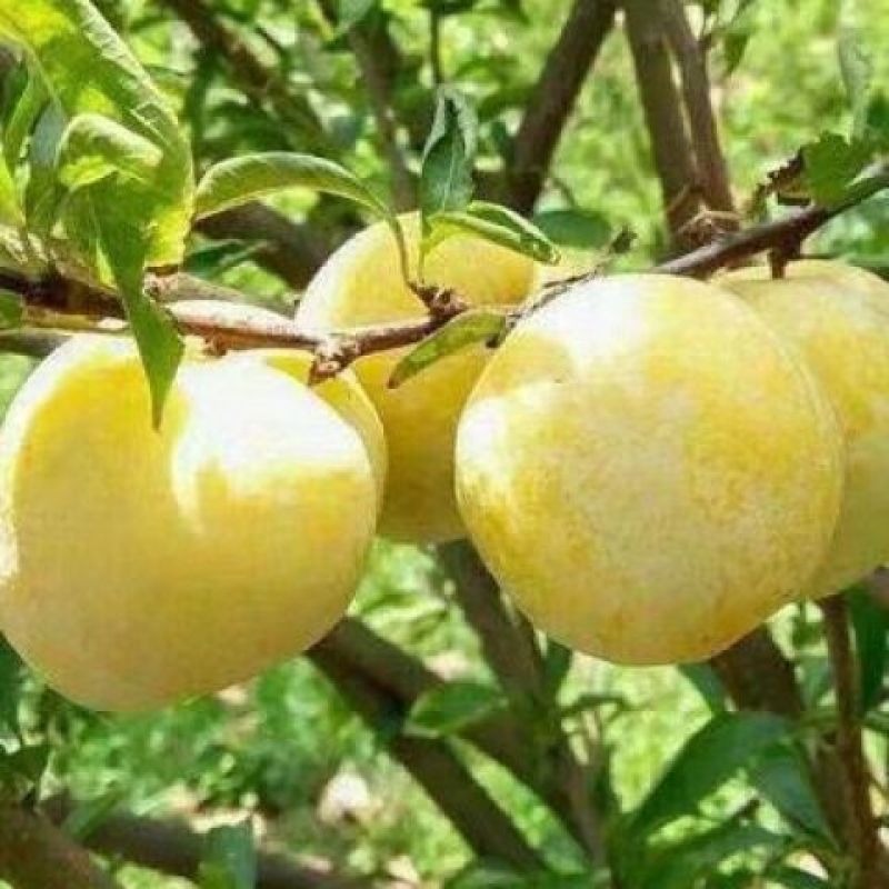（保活）黄金李特大油奈李嫁接李子苗黄金奈李子树苗