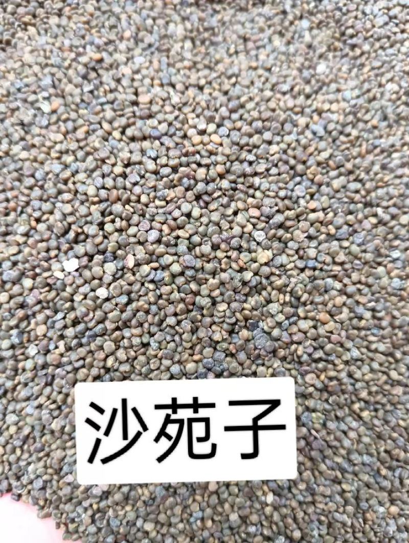 沙苑子山西沙苑子纯净货大货批发低于市场价