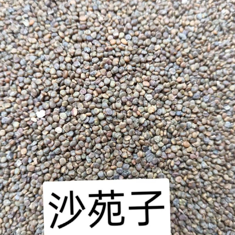 沙苑子山西沙苑子纯净货大货批发低于市场价