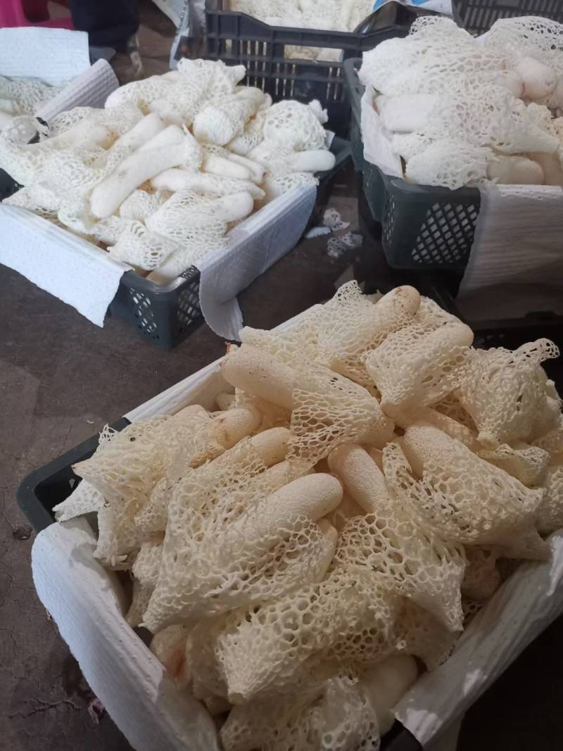 贵州精选红托竹花