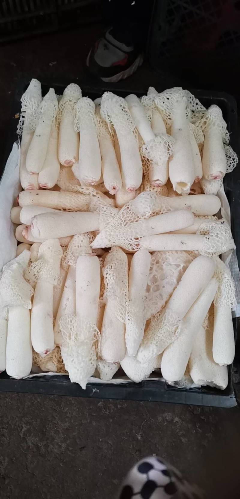 贵州精选红托竹花