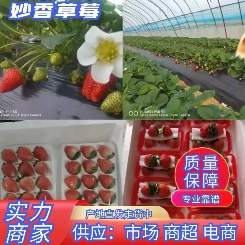 精品奶油草莓上市，诚邀全国各地批发商，电商，商超，社团