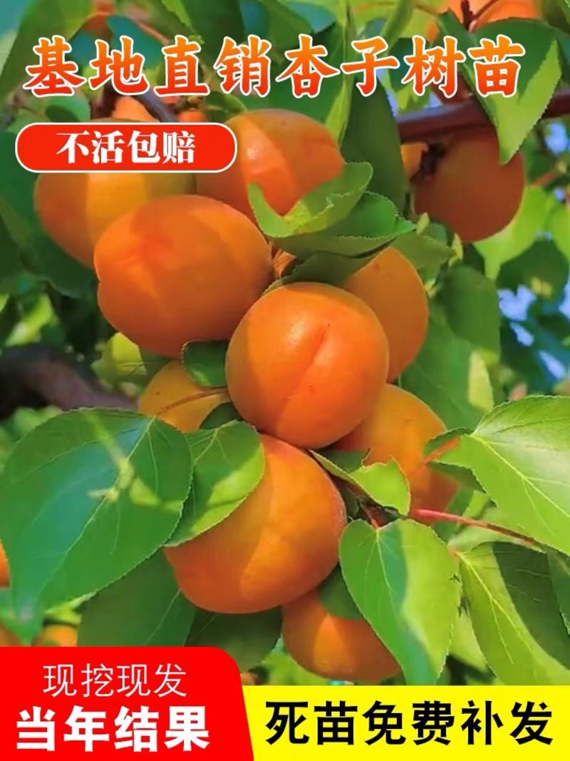 杏树苗新品种特大帝王杏巨蜜王杏荷兰香蜜杏树苗果园直发包活