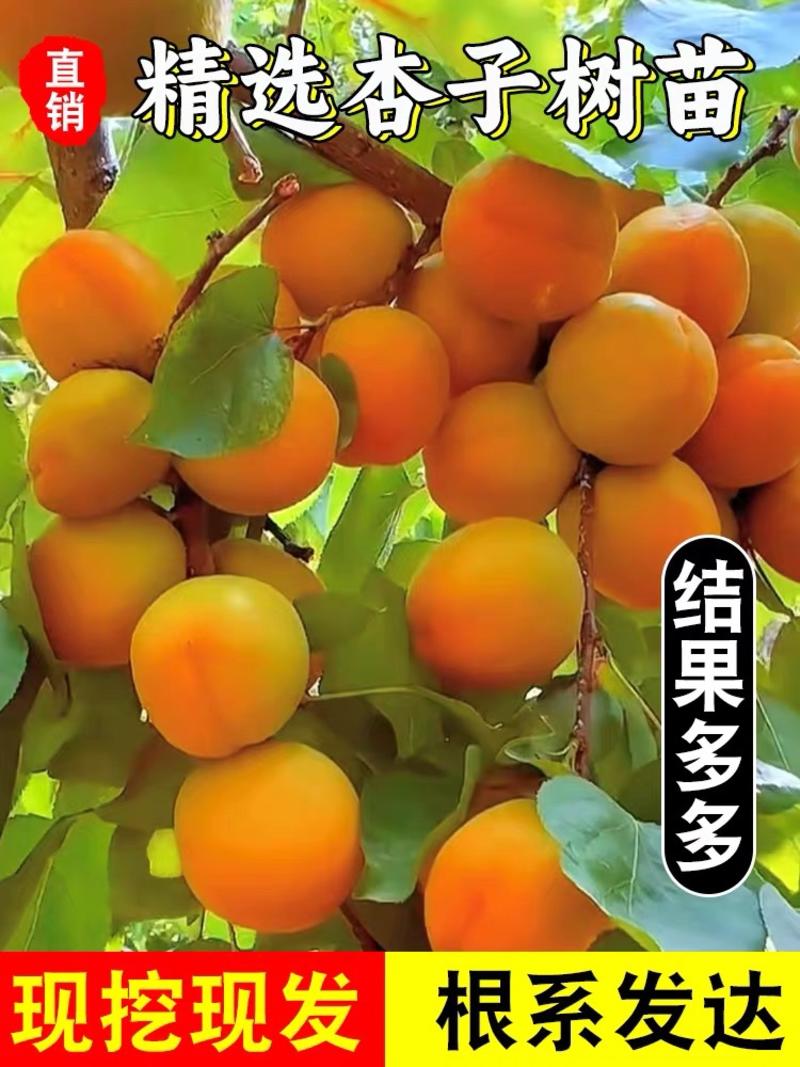 杏树苗新品种特大帝王杏巨蜜王杏荷兰香蜜杏树苗果园直发包活