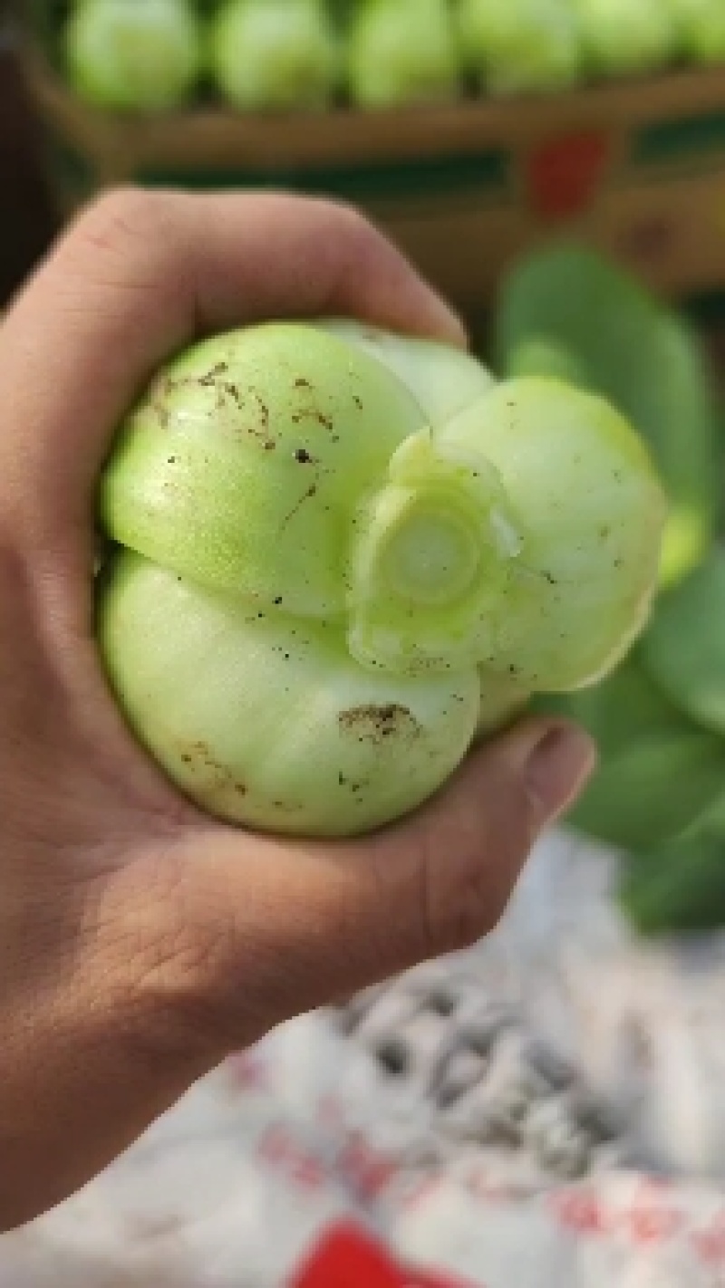 山西大同油菜3毛，基地现割