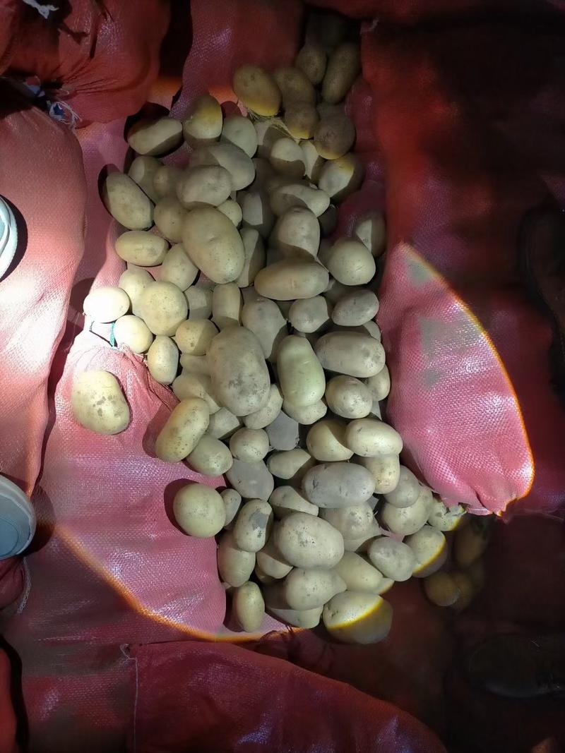 热销内蒙黄心土豆今年新货大量出库，三两通货薯型好品种齐全