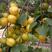 新品种珍珠油杏树苗金太阳杏红丰杏树苗果园直发死苗补发