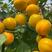 新品种珍珠油杏树苗金太阳杏红丰杏树苗果园直发死苗补发