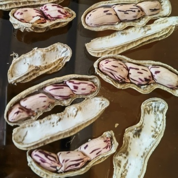 缅甸七彩水果花生