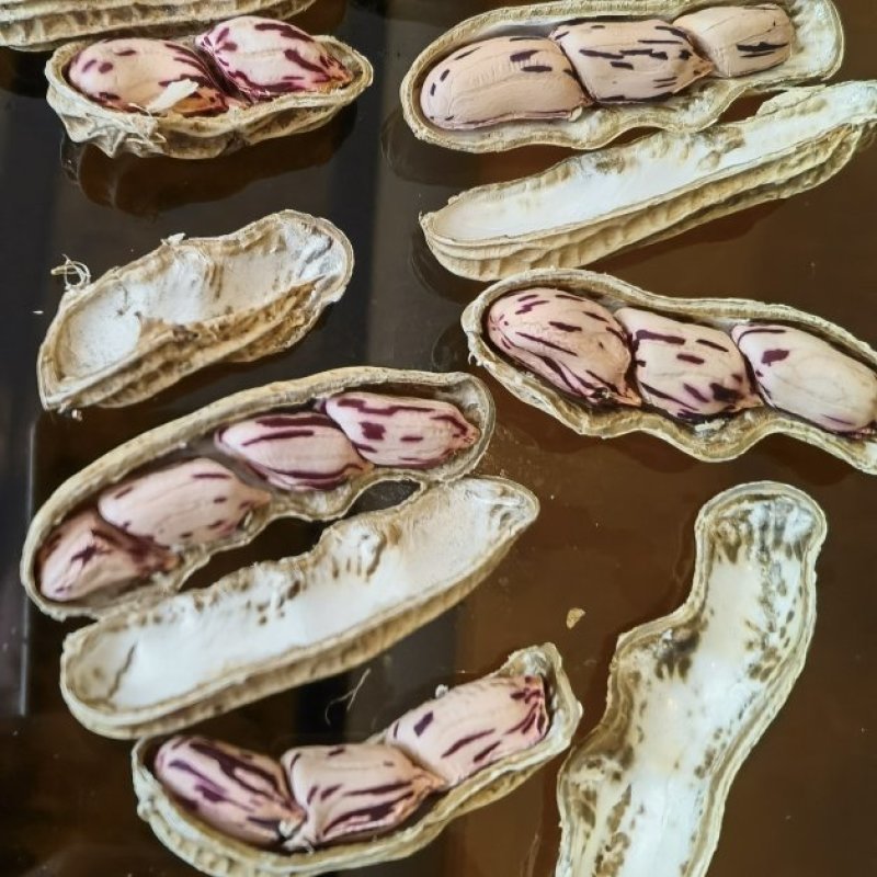 缅甸七彩水果花生