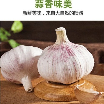 大蒜新干蒜白皮紫皮出口贸易市场批发全国发货保质保量