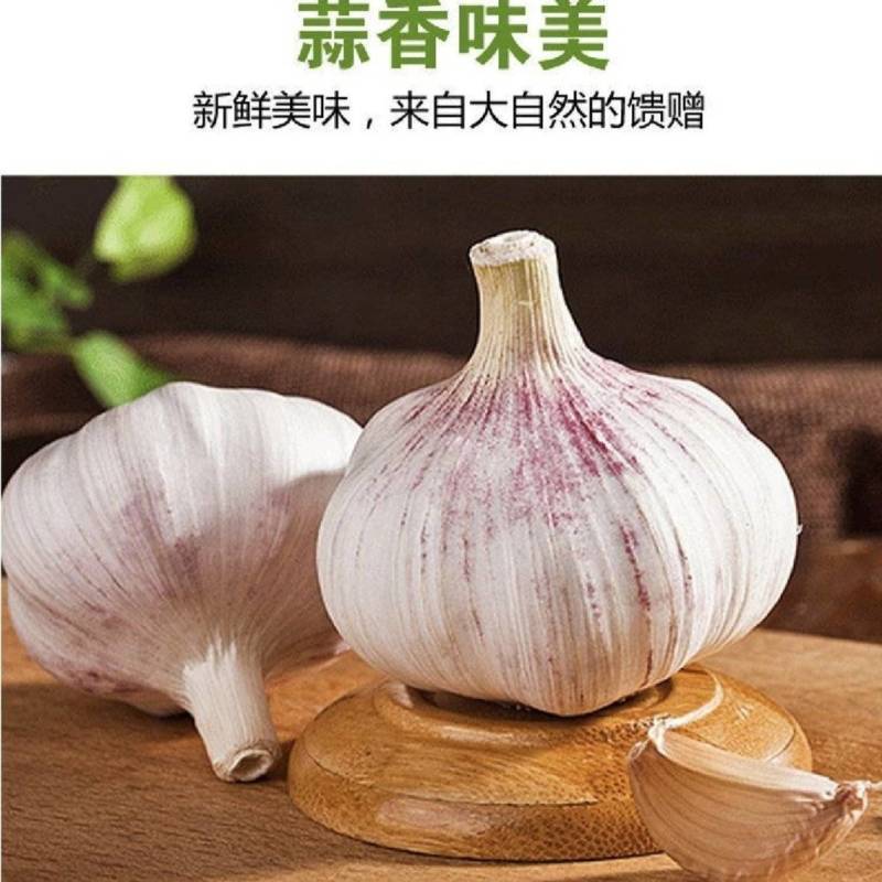大蒜新干蒜白皮紫皮出口贸易市场批发全国发货保质保量