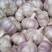 精品新干蒜白皮紫皮出口贸易市场批发全国发货保质保量