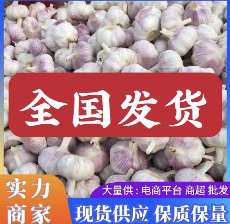 大蒜新干蒜白皮紫皮出口贸易市场批发全国发货保质保量
