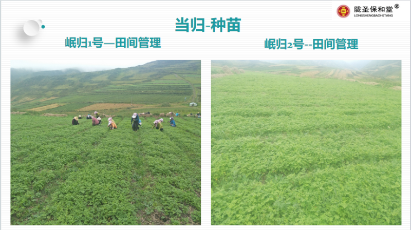 当归全归片，中药材批发一手货源量大从优品质保证