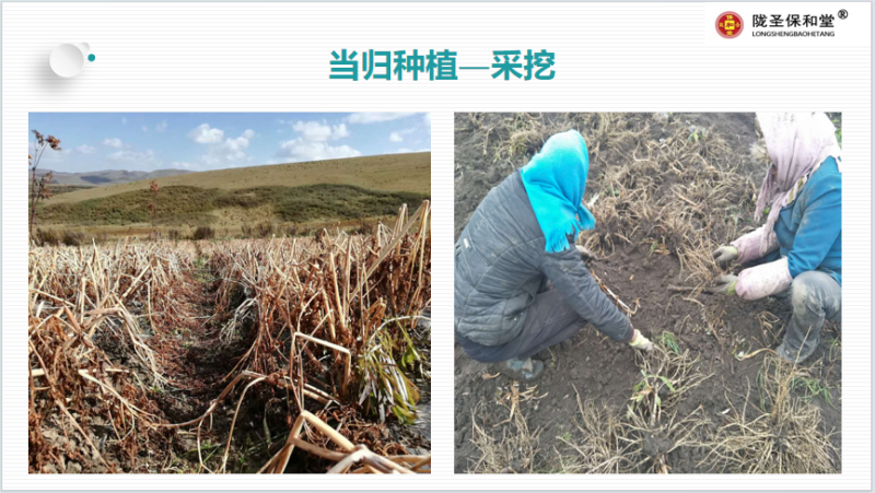 当归全归片，中药材批发一手货源量大从优品质保证