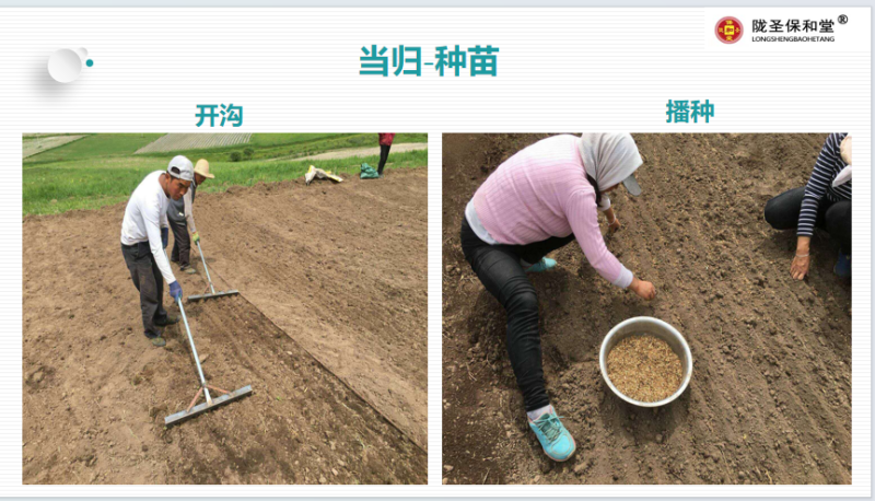 当归全归片，中药材批发一手货源量大从优品质保证