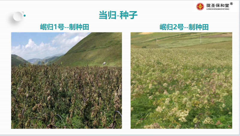 当归全归片，中药材批发一手货源量大从优品质保证