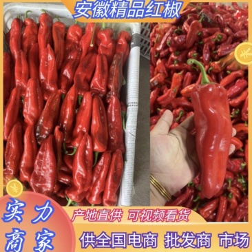 安徽辣椒芜湖红椒大量上市中量大从优对接全国电商超市酒店