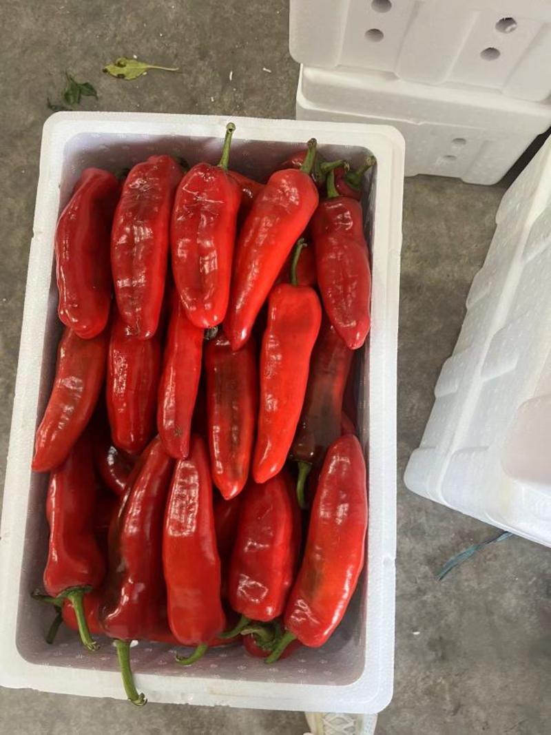 安徽红泡椒大量上市产地直发一手货源电商超市饭店社区团购