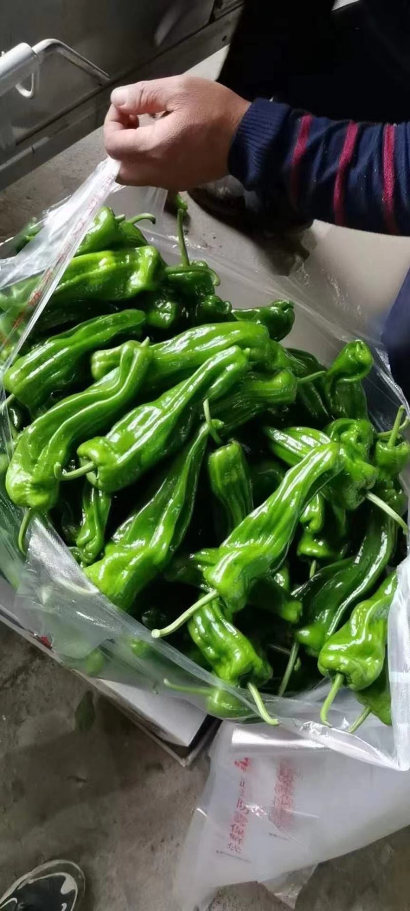 本地大青椒螺丝椒尖椒大量上市，质量好鲜辣椒电商