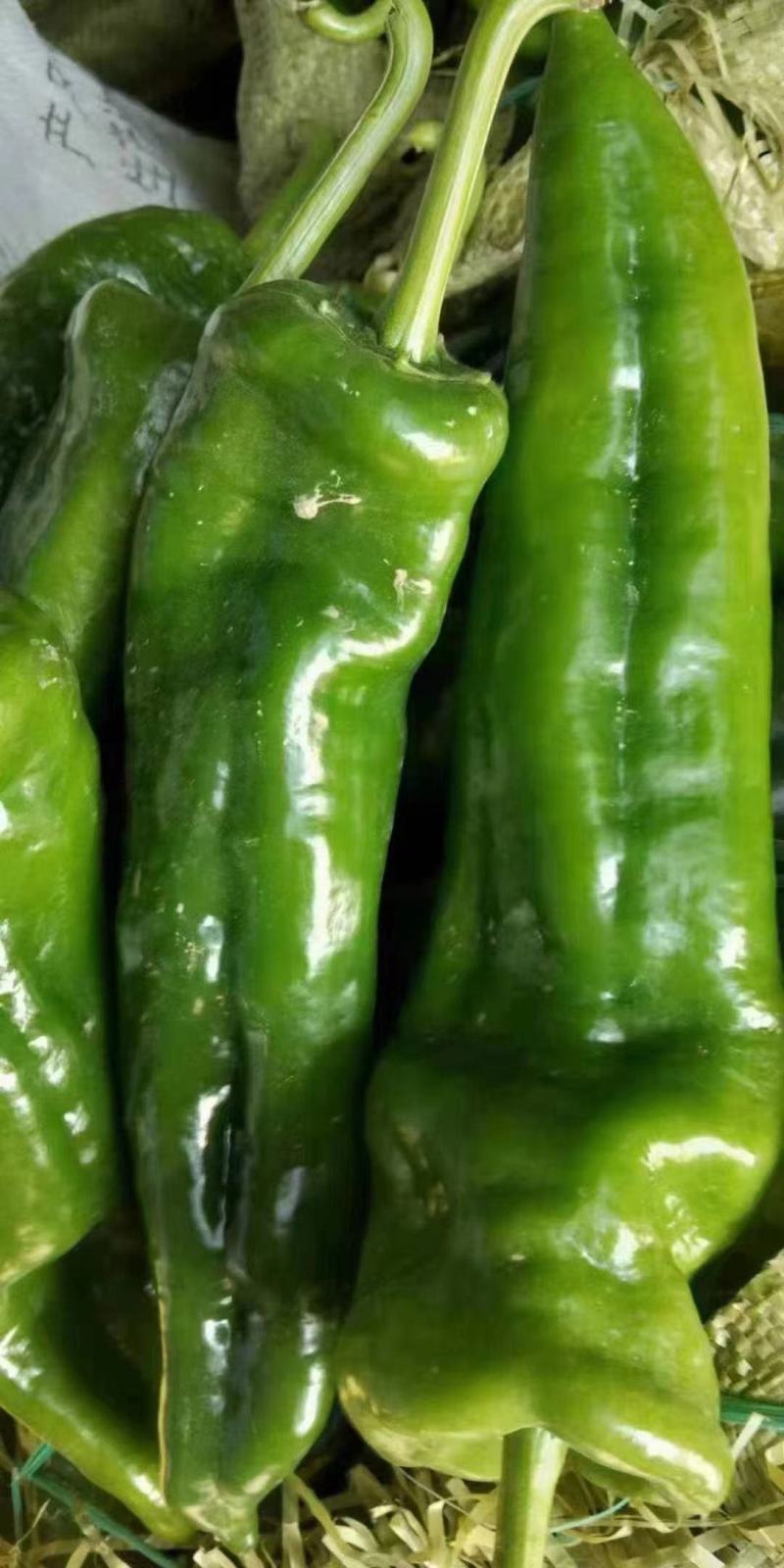 本地大青椒螺丝椒尖椒大量上市，质量好鲜辣椒电商