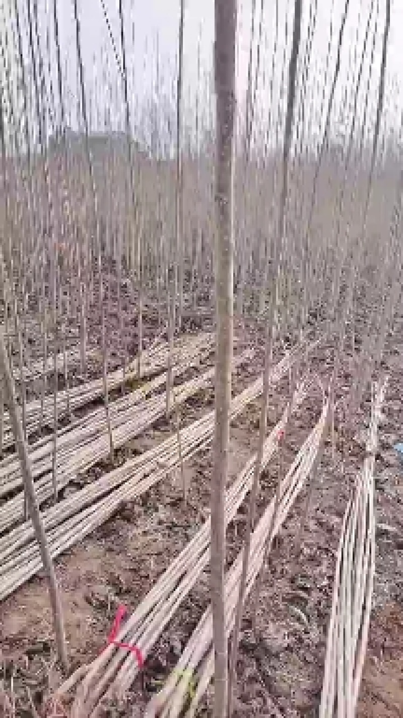 春节正常发货杨树苗批发批发杨树苗规格齐全一到6公分。