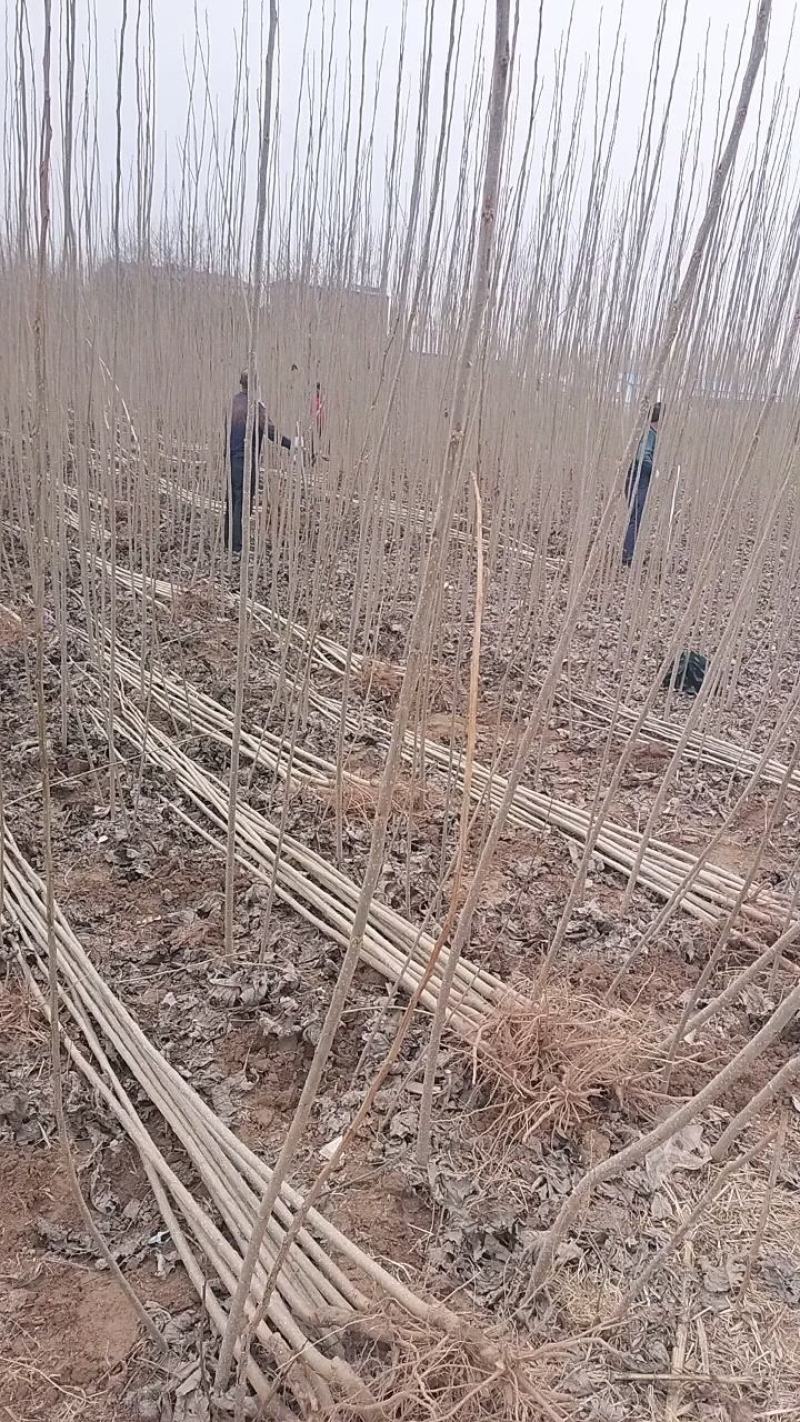 春节正常发货杨树苗批发批发杨树苗规格齐全一到6公分。
