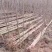 春节正常发货杨树苗批发批发杨树苗规格齐全一到6公分。