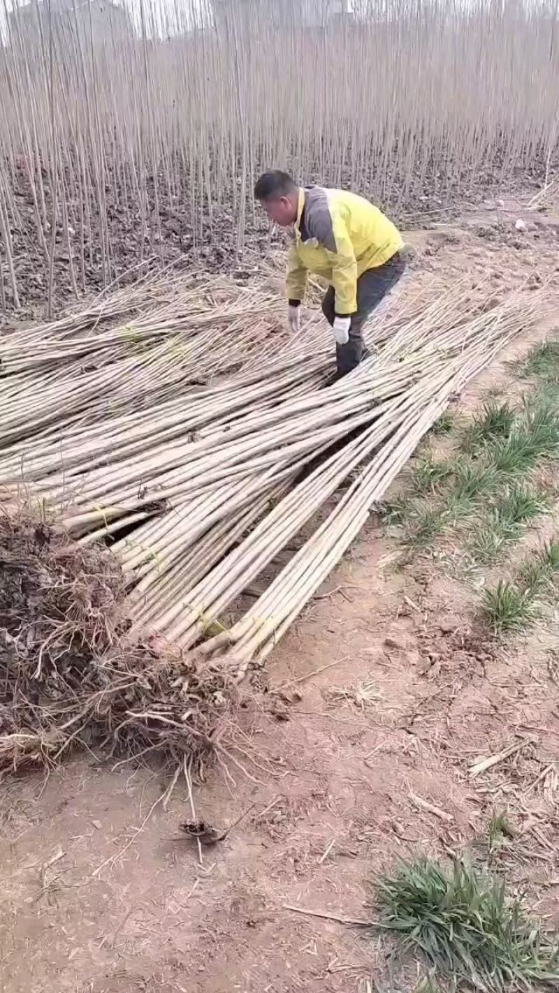 春节正常发货杨树苗批发批发杨树苗规格齐全一到6公分。