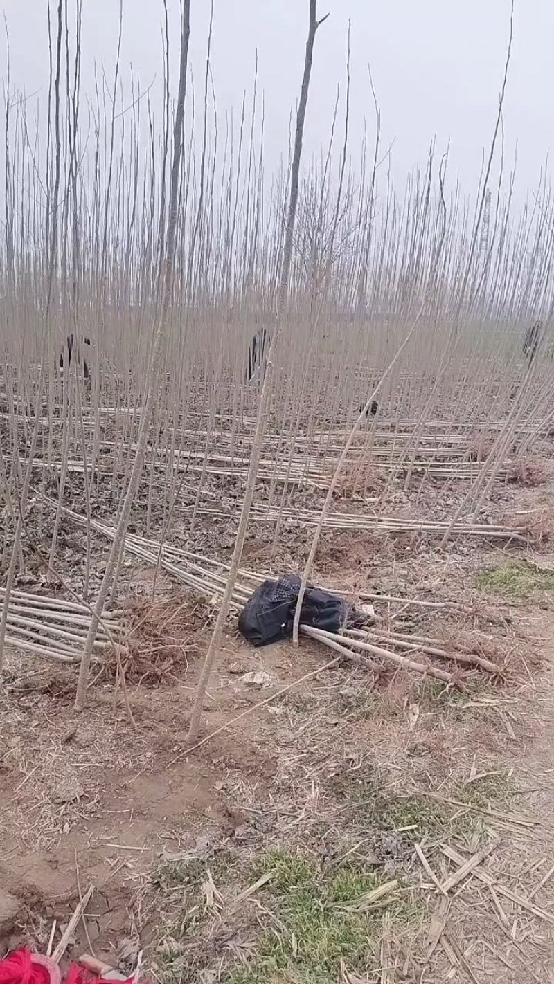 春节正常发货杨树苗批发批发杨树苗规格齐全一到6公分。
