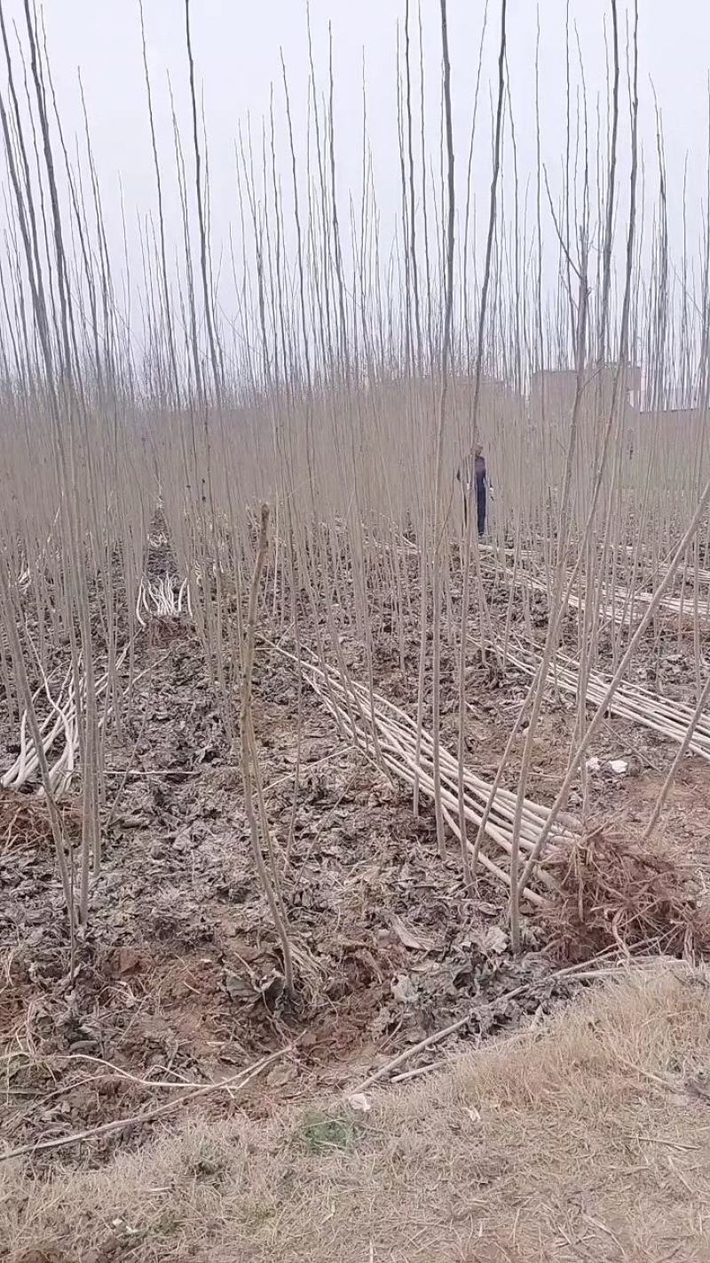 春节正常发货杨树苗批发批发杨树苗规格齐全一到6公分。