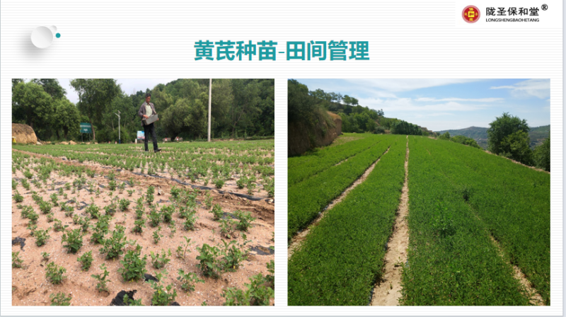选购正规货源黄芪营养丰富直发新鲜到家