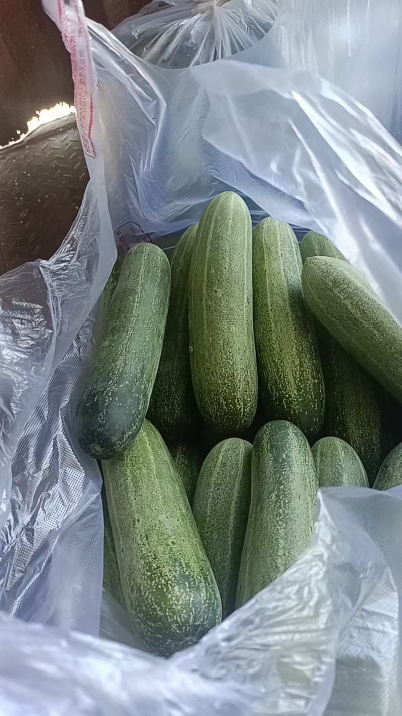 福建水果吊瓜粉瓜大瓜黄瓜