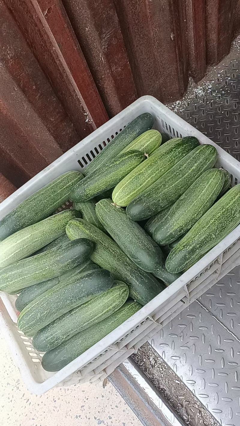 福建水果吊瓜粉瓜大瓜黄瓜