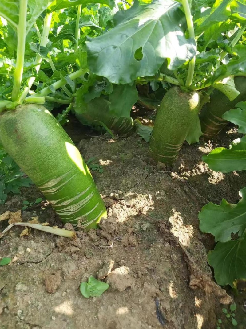 潍坊水果萝卜
