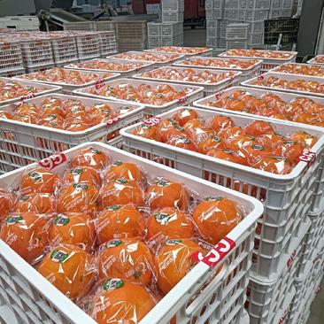 新宁精品脐橙65-95果