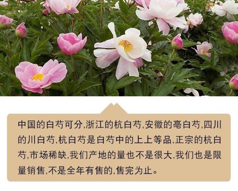 【杭白芍】道地药材无硫杭白芍中药材白芍浙江磐安县发货包邮