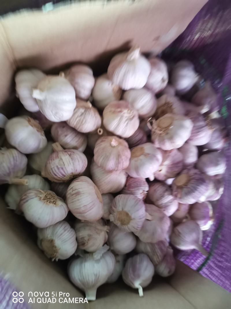 山东【金乡大蒜】对接全国质量保障日供万吨咨询有惊喜