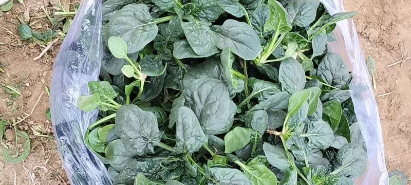 河南趴地波菜大量上市